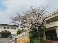 3月30日朝の桜
