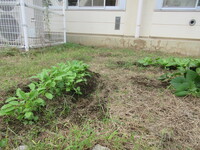 私が植えたエリアの野菜も成長しています。